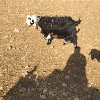 دوبر روزگاری ۴رون جلو رو|حیوانات مزرعه|ایذه, |دیوار