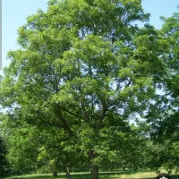 گردو تکان