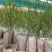 نهالستان پسته و بادام‌گلدانی مقاوم به سرمای پالیز