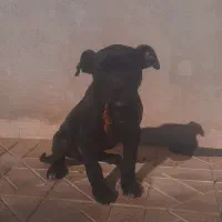 توله سگه پیت بول