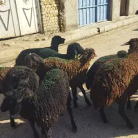 بره ماده سالم سلامت تضمینی|حیوانات مزرعه|قزوین, |دیوار