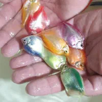 ماهی زینتی گوپی کالر زبرا انجل