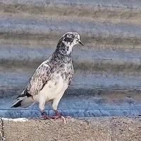 کبوتر مفلق ماده کاشونی|پرنده|بروجن, |دیوار