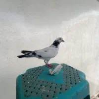 پرنده