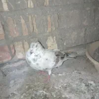 کفتر پرشی سرور سفید