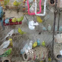 مرغ عشق|پرنده|بندر گز, |دیوار