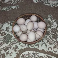تخم امپراطور