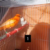 قناری رد فاکتور|پرنده|اردبیل, |دیوار