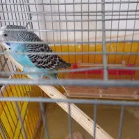 یک جفت مرغ عشق بفروش میرسد|پرنده|سنقر, |دیوار