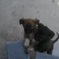 واگذاری ی جفت شا توله سگ قدریجونی نر وحش|سگ|مرودشت, نقش رستم|دیوار