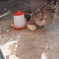 تخم مرغ نطفه دار|حیوانات مزرعه|محمدشهر, محمدشهر|دیوار