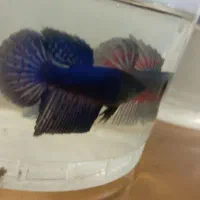 فایتر آماده تکثیر