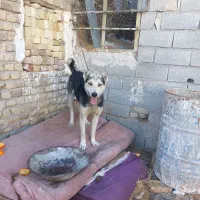 سگ گله|سگ|قزوین, |دیوار