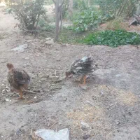 جوجه مرغ با جوجه کفتر|حیوانات مزرعه|پاکدشت, پاکدشت (مامازند)|دیوار