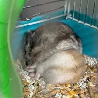 همستر نژاددار کوتوله چینی