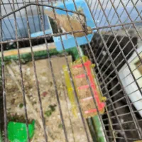 فروش فنچ و عروس  هلندی