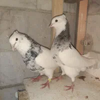 کبوتر یا کفتر