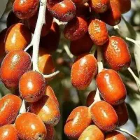 سنجد خوشه‌ای برای مناطق کم ابی