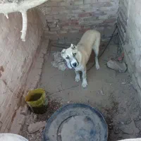 کچ دل فروشی موقعیت سرایان|سگ|سرایان, |دیوار