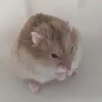 فروش همستر کمپل