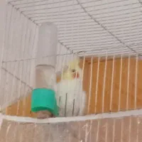 عروس هلندی دستی