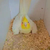 جفت عروس آلبینو و لوتینو مولد