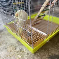 معاوضه عروس هلندی ماده با برزیلی کاملا دستی