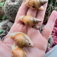 حلزون.پت خانگی|خزنده|قرچک, مهدیه|دیوار