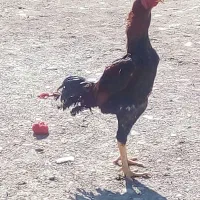 مرغ وخروس لاری واقع درنقده