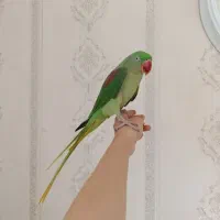 شاه طوطی رام و سخنگو