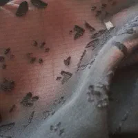 چادر مجلسی|لباس|کرج, شاهینویلا|دیوار