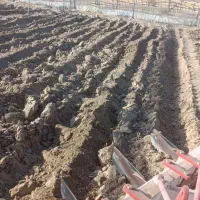 کار با تراکتور ( شخم و نهرکن گلخانه)