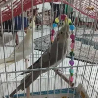 عروس هلندی دو عدد با قفس