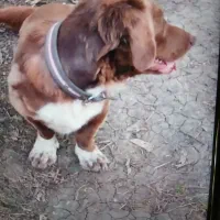 سگ پا کوتاه