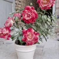 حراج گل و گلدون باهم ۱۵۰ تومن|حراج|قم, آزادگان|دیوار