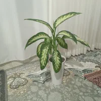 گل‌دیفین معاوضه با مرغ‌عشق