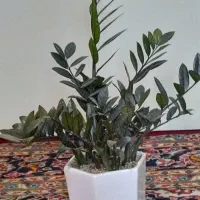 فروش گلهای آپارتمانی زاموفلیا|گل و گیاه طبیعی|تهران, دژکام|دیوار