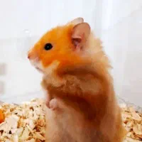 همستر و بچه همستر