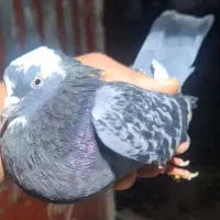 کفتر|پرنده|رشت, لاکان|دیوار