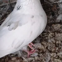 کوهی و سرخ دم سفید|پرنده|رامشیر, |دیوار