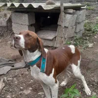 سگ شکاری پویینتر