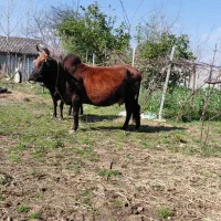 گاو شاه گاو اصل چالوسی اماده زایمان