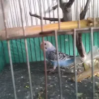 دوعدد مرغ عشق 300|پرنده|نگین شهر, |دیوار