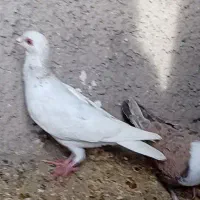 کبوتر|پرنده|نیشابور, سرآب کوشک|دیوار