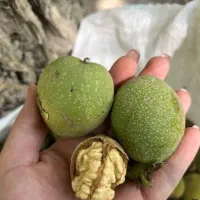 گردو تازه باپوست