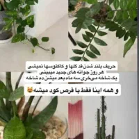 قرص ارگانیک|گل و گیاه طبیعی|لار, |دیوار