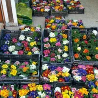 باغبانی سمپاشی تیلرزنی گلکاری هرس کاری کودهی|خدمات باغبانی و درختکاری|مشهد, احمدآباد|دیوار