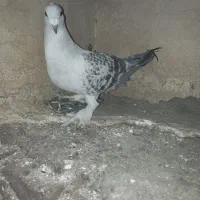 شامی نر یا ماده ای شو نمی دونم باختی گرفتم