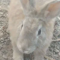 خر گوش|موش و خرگوش|رفسنجان, |دیوار