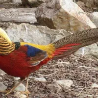 طاووس ماندارین|پرنده|کرج, کمالشهر|دیوار